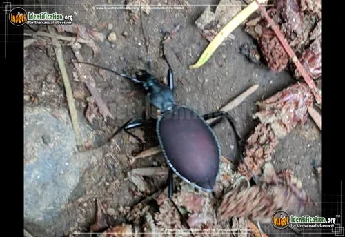 Narrow-collared Snail-eating Beetle - photo 3