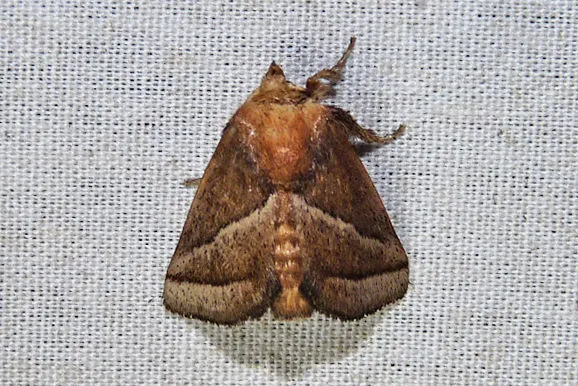 Nason's Slug - photo 2