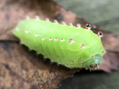 Nason's Slug - photo 4