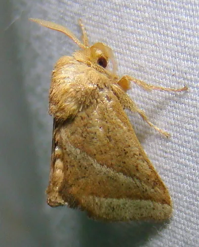 Nason's Slug - photo 7