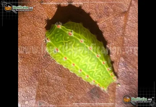 Nason's Slug - photo 8