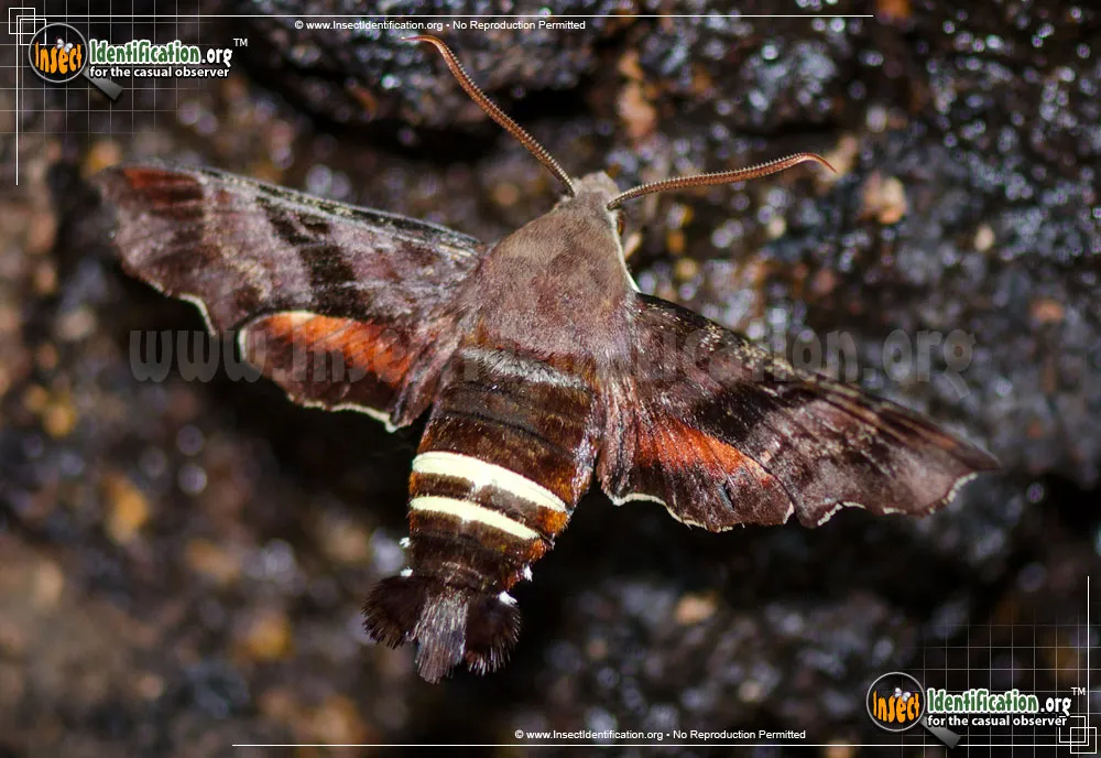 Nessus Sphinx Moth