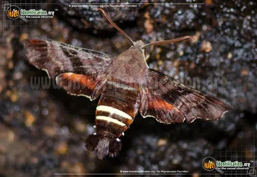 Nessus Sphinx Moth - photo 2