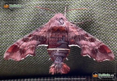 Nessus Sphinx Moth - photo 4