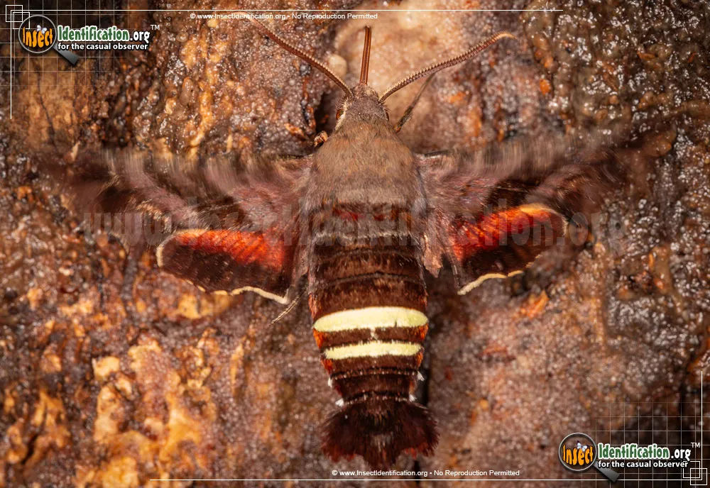 Nessus Sphinx Moth - photo 5