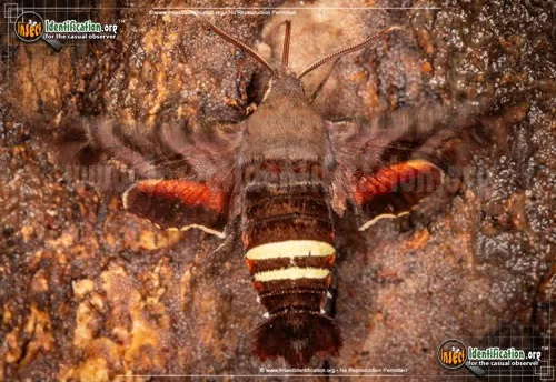Nessus Sphinx Moth - photo 6