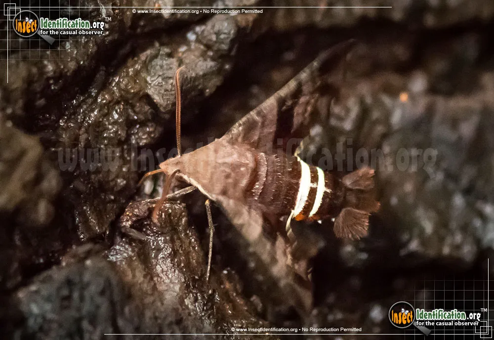 Nessus Sphinx Moth - photo 7