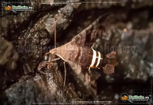 Nessus Sphinx Moth - photo 8