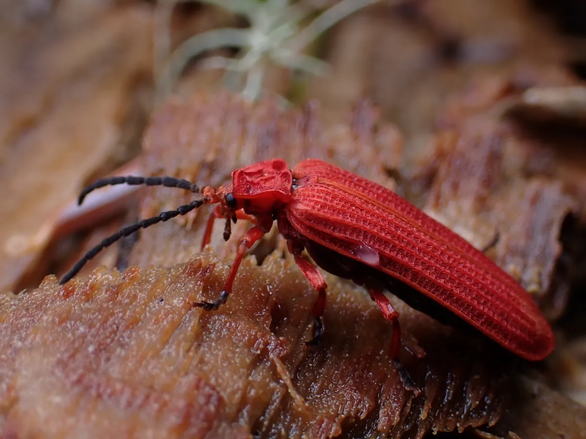 Net-winged Beetle - photo 2
