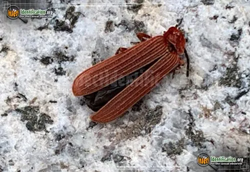 Net-winged Beetle - photo 3
