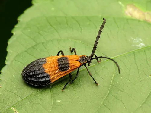 Net-winged Beetle