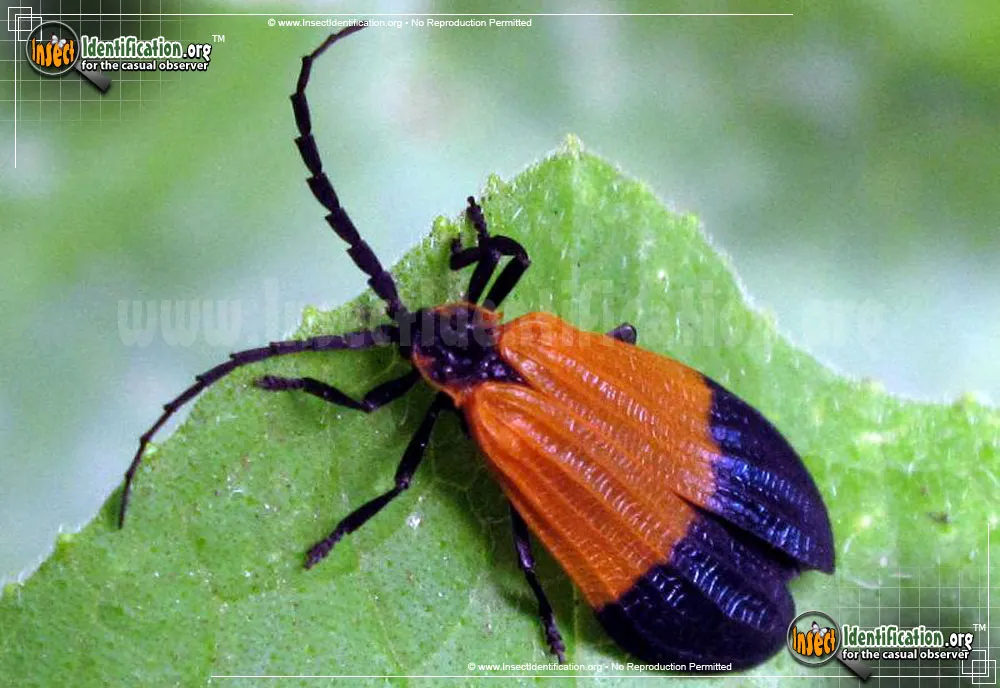 Net-winged Beetle - photo 4