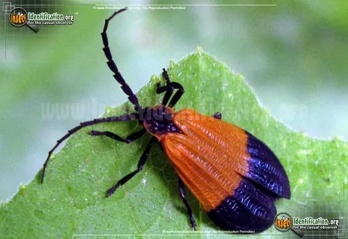 Net-winged Beetle - photo 5