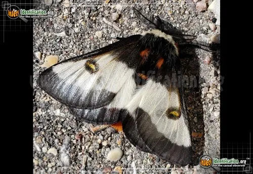 Nevada Buck Moth - photo 2