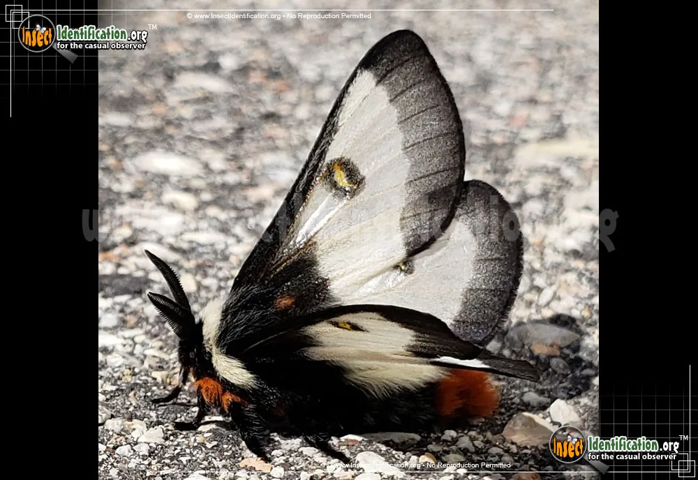 Nevada Buck Moth - photo 3