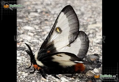 Nevada Buck Moth - photo 4