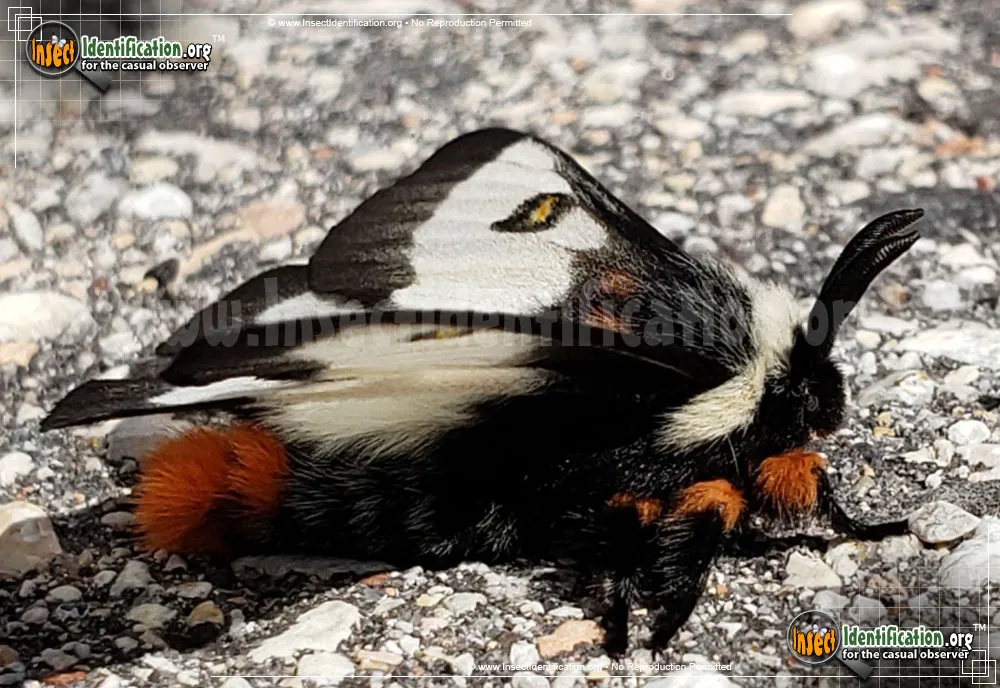 Nevada Buck Moth - photo 5