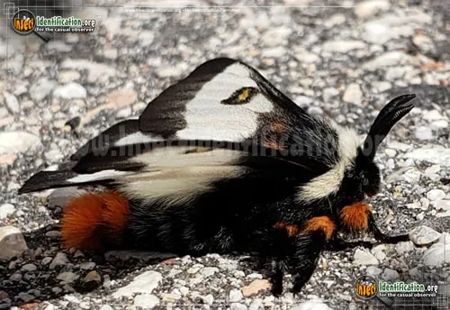 Nevada Buck Moth - photo 6