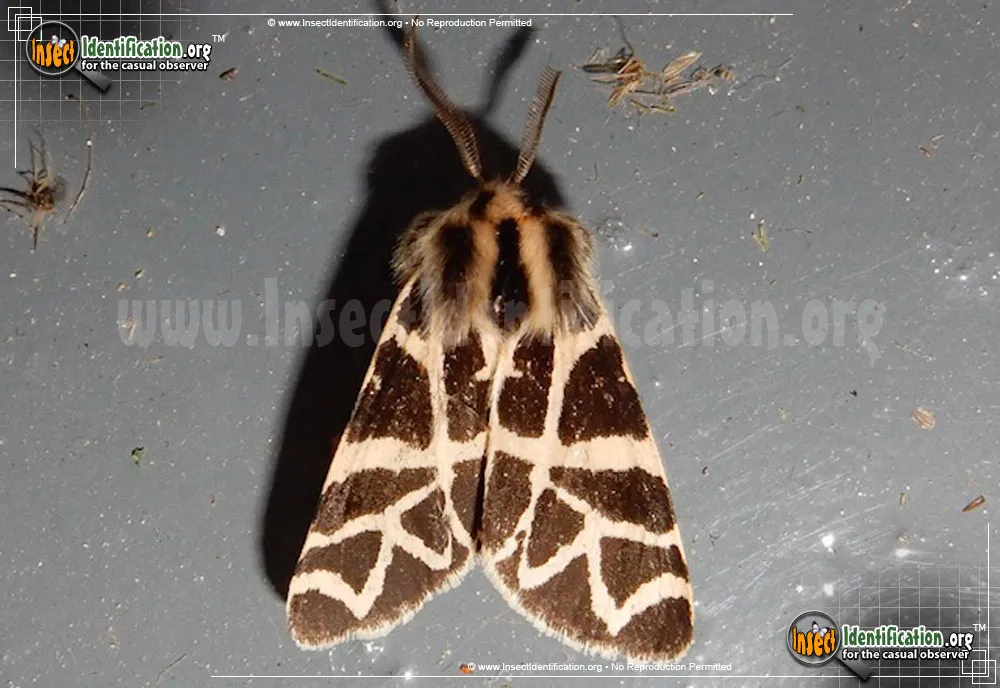 Nevada Tiger Moth - Apantesis nevadensis