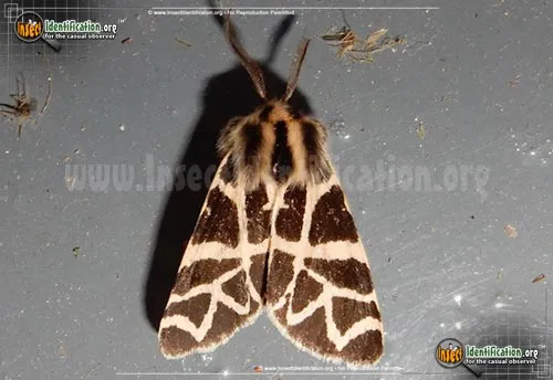 Nevada Tiger Moth - photo 2