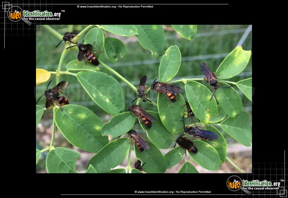 Noble Scoliid Wasp