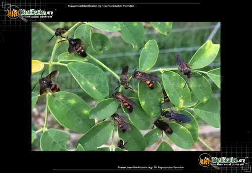 Noble Scoliid Wasp - photo 2