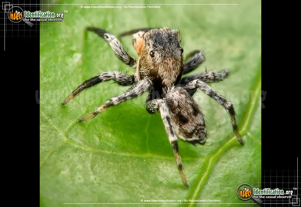 North American Jumping Spider - Naphys pulex
