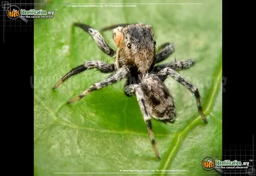North American Jumping Spider - photo 2