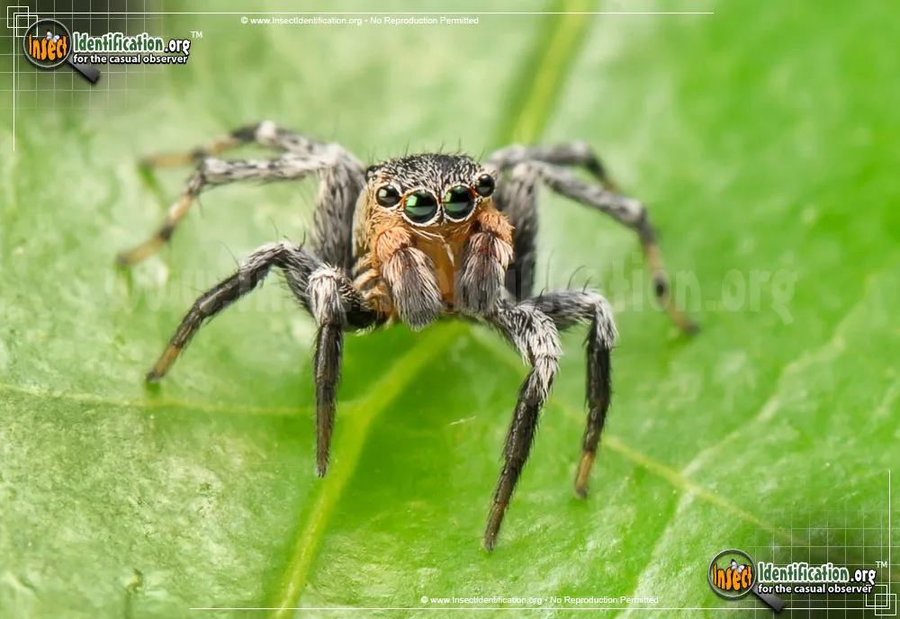 North American Jumping Spider - photo 3