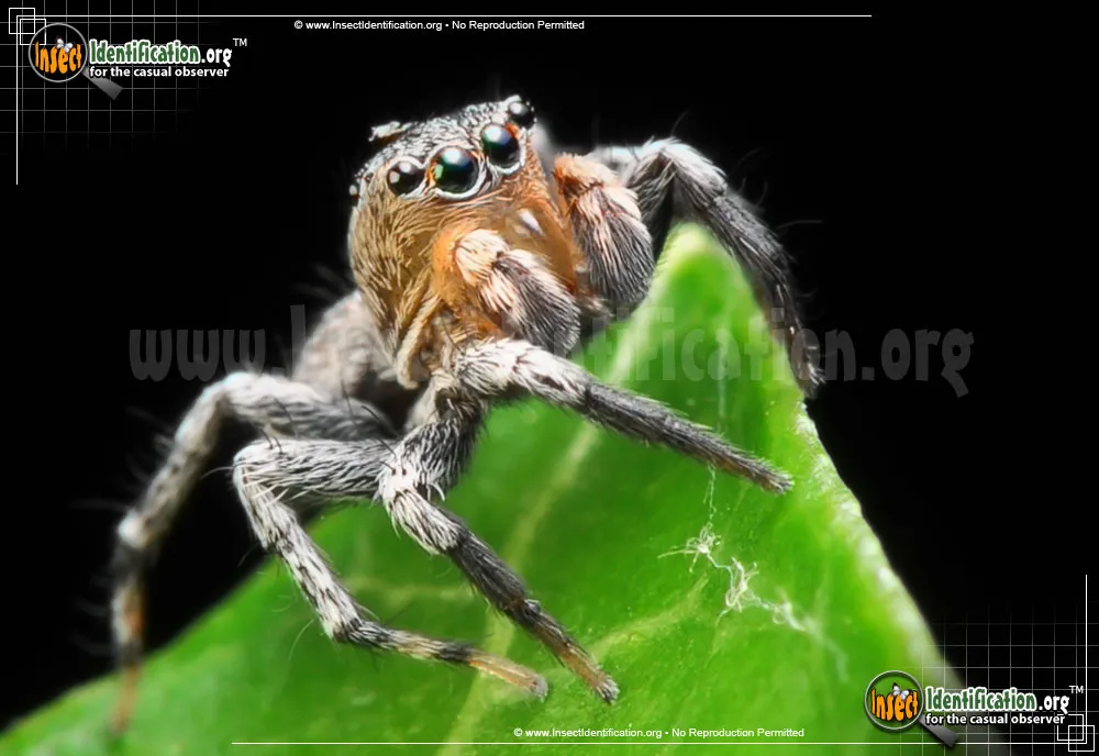 North American Jumping Spider - photo 5