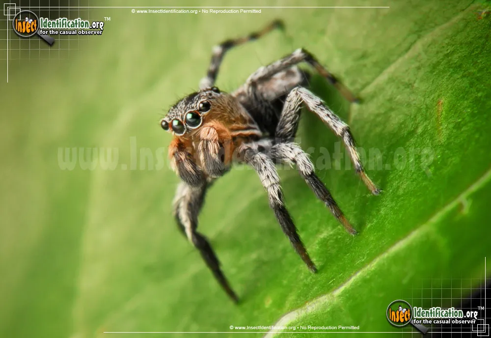 North American Jumping Spider - photo 7