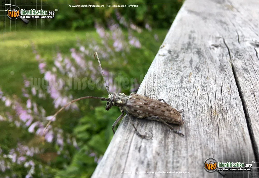 Northeastern Pine Sawyer