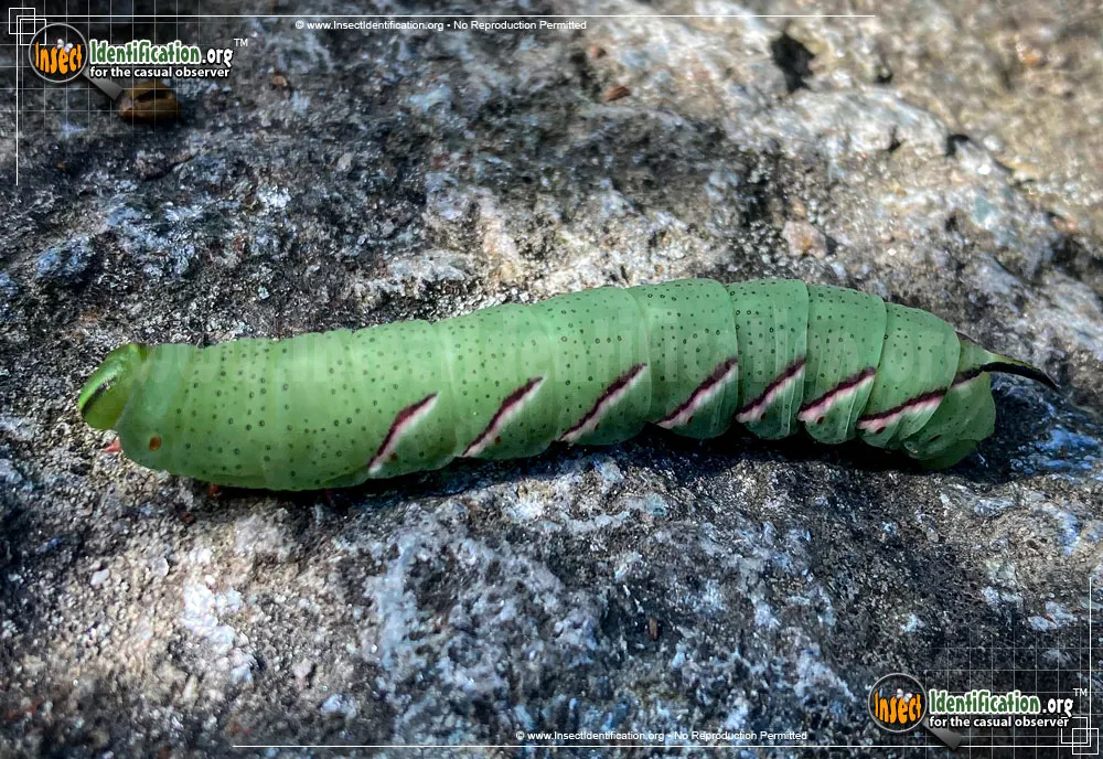 Northern Apple Sphinx - photo 3