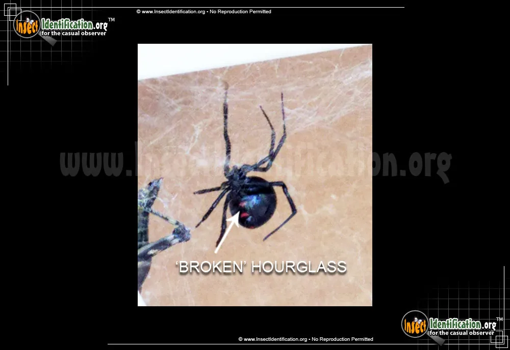 Northern Black Widow