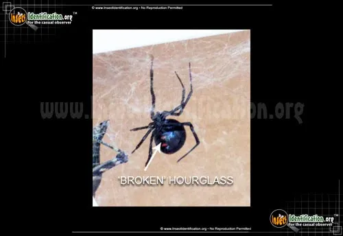 Northern Black Widow - photo 2