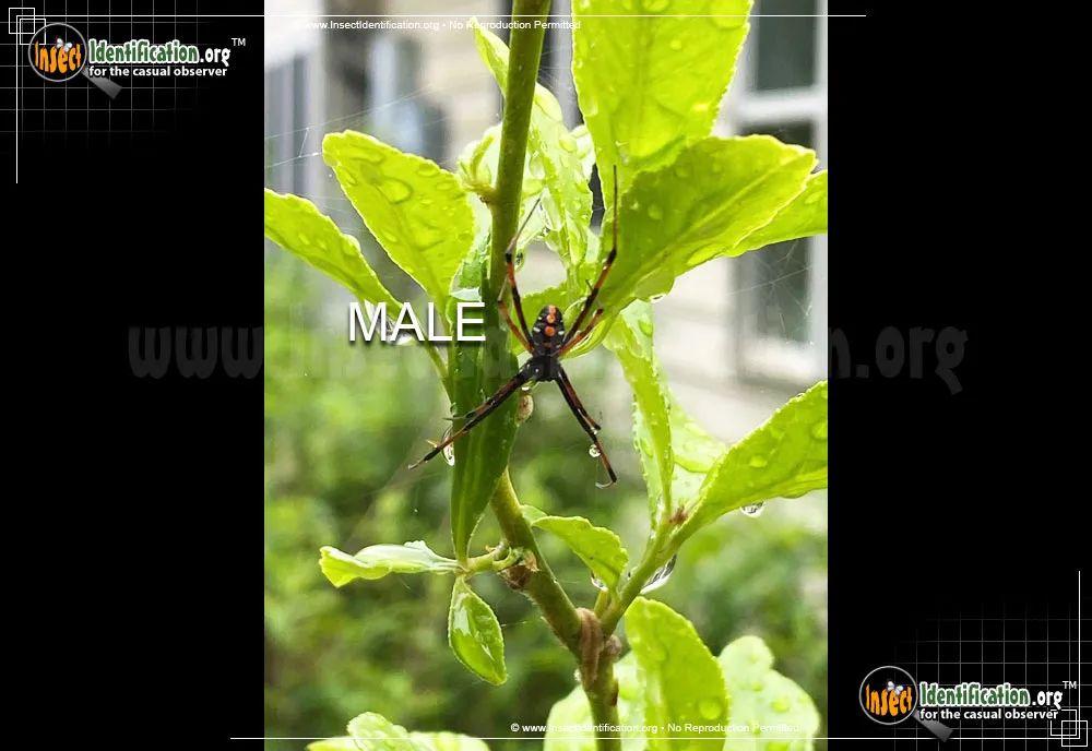 Northern Black Widow - photo 3