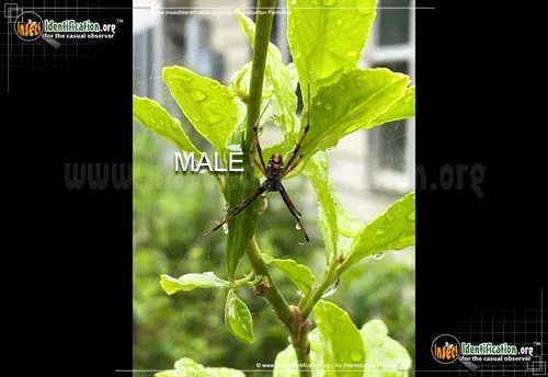 Northern Black Widow - photo 4