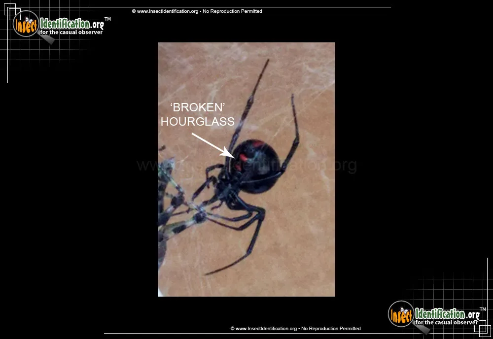 Northern Black Widow - photo 5