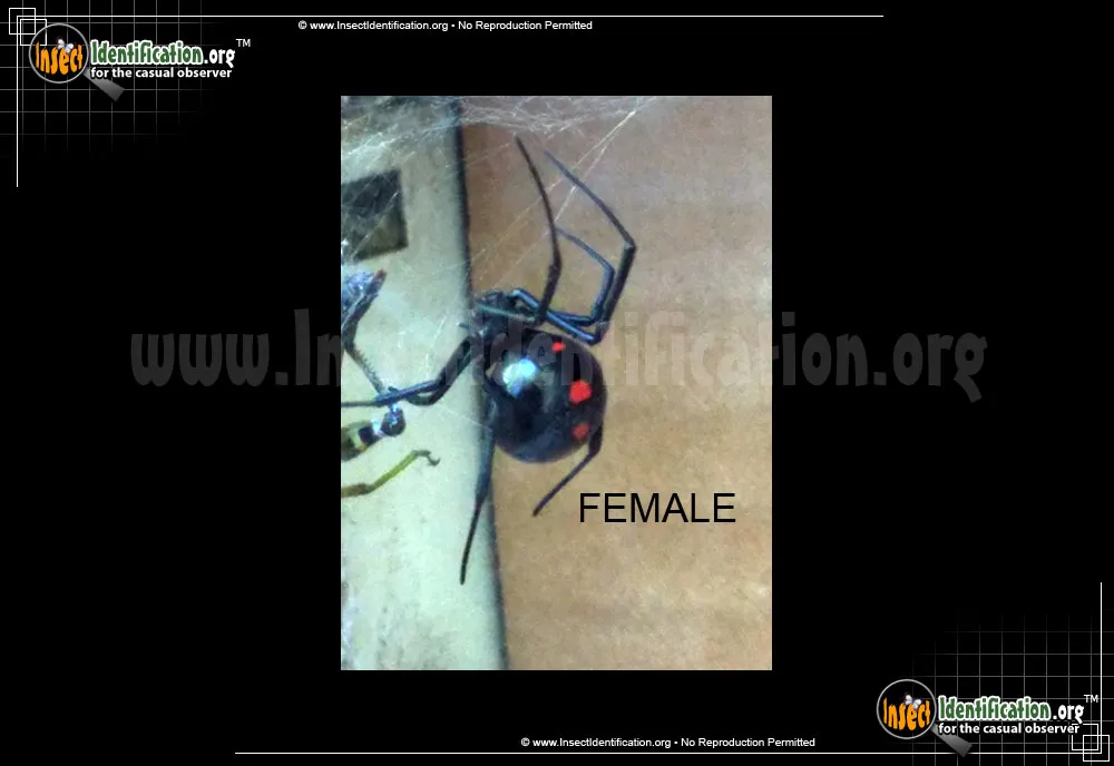 Northern Black Widow - photo 7