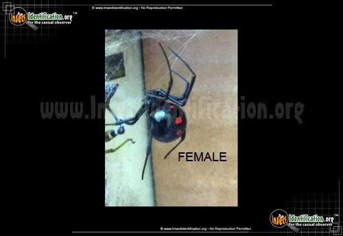 Northern Black Widow - photo 8