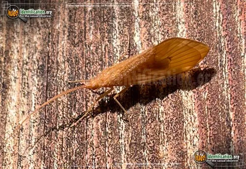 Northern Caddisfly - photo 2