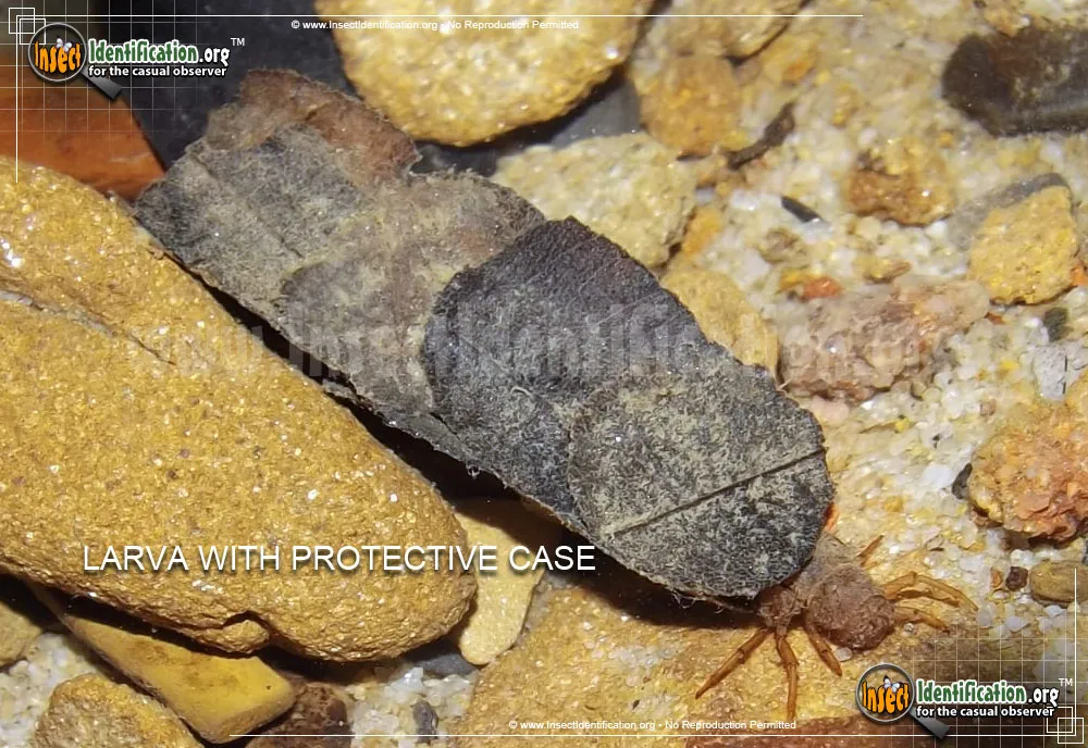 Northern Caddisfly - photo 3