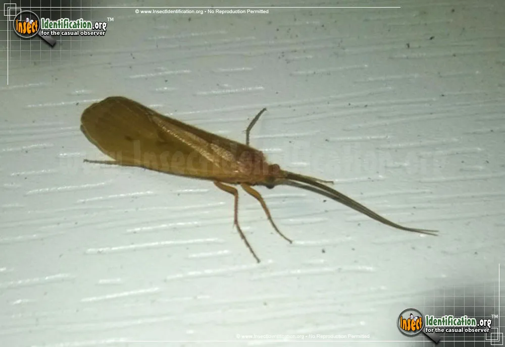 Northern Caddisfly - photo 5
