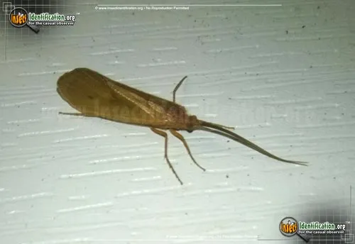 Northern Caddisfly - photo 6