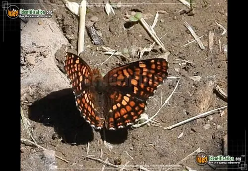 Northern Checkerspot - photo 2