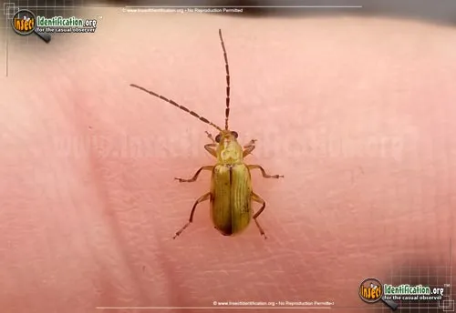 Northern Corn Rootworm Beetle - photo 2