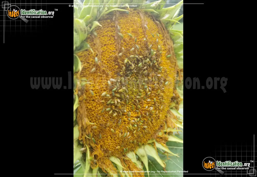 Northern Corn Rootworm Beetle - photo 3