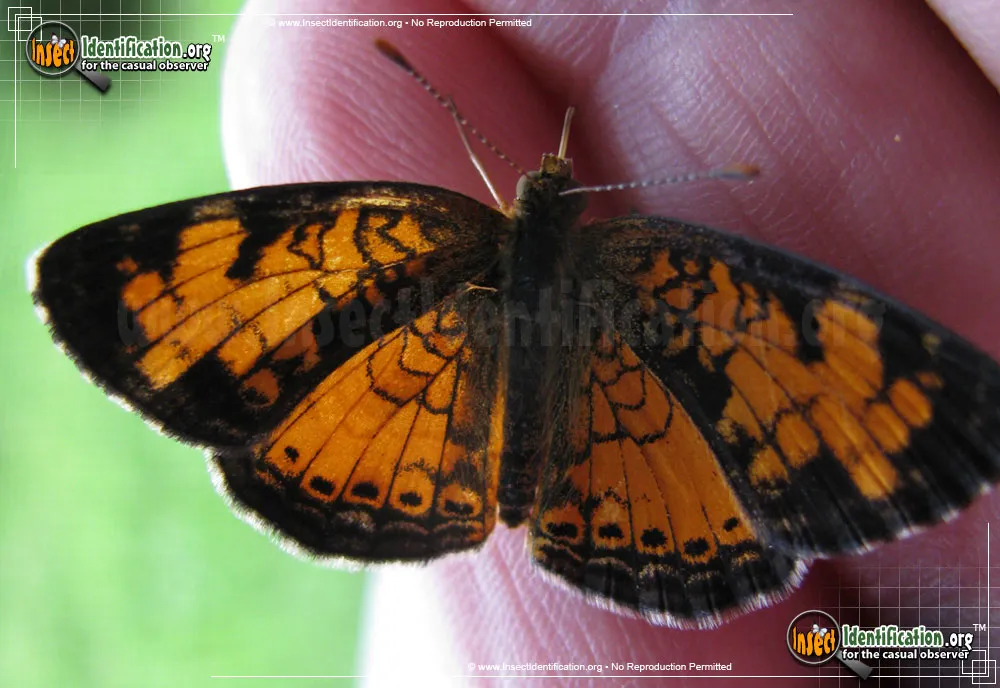Northern Crescent Butterfly