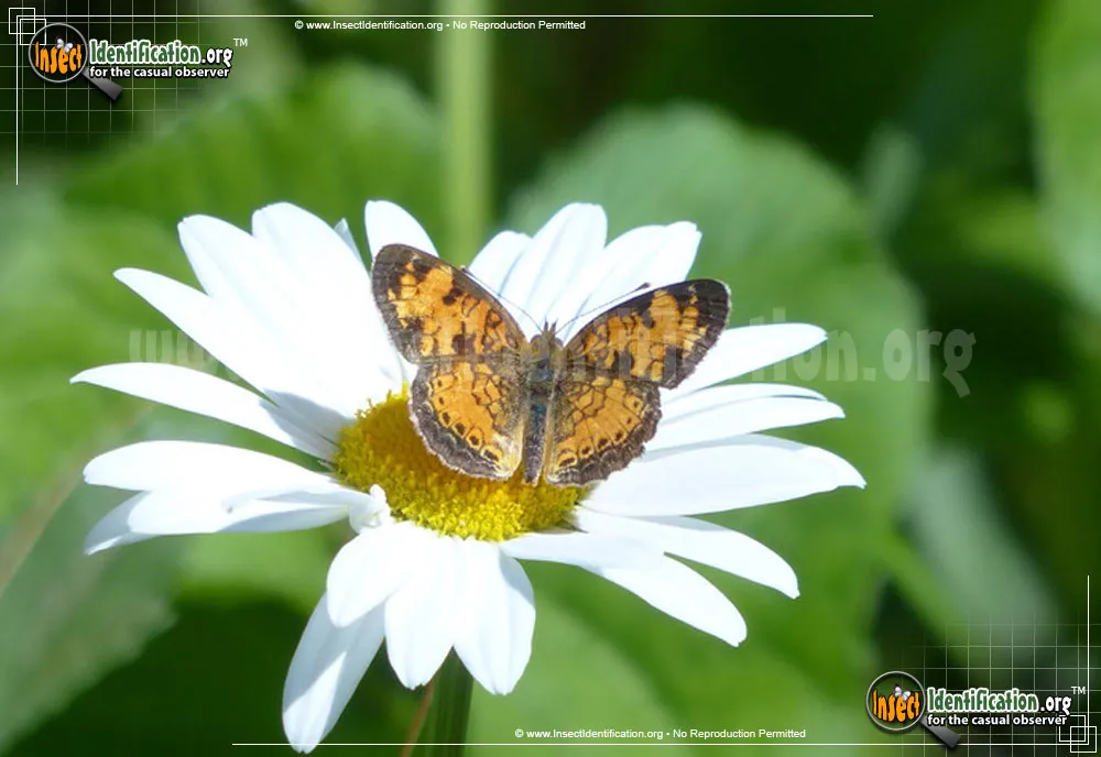 Northern Crescent Butterfly - photo 3