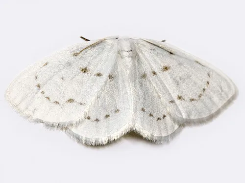 Northern Eudeilinia Moth - Eudeilinia herminiata